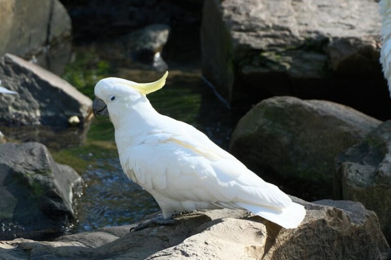 digital flow fusion crest