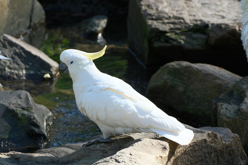 digital flow fusion crest